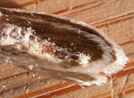 Eastern False Yucca Moth